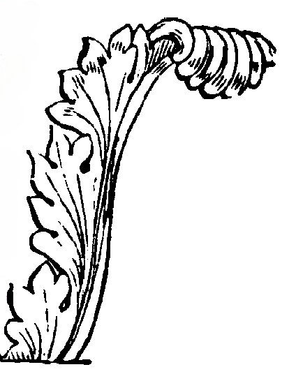 Acanthus.Wiki.commons